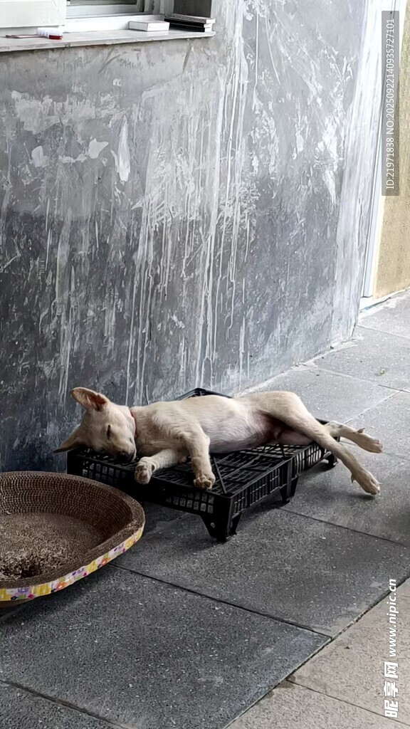 慵懶小狗愜意躺地休息