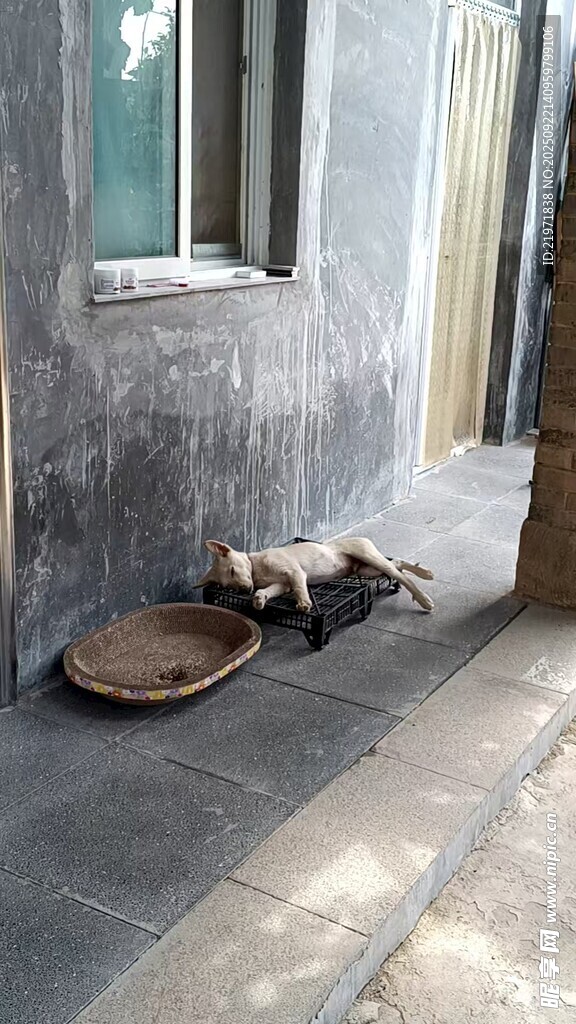 墻角下的貓咪與食盆