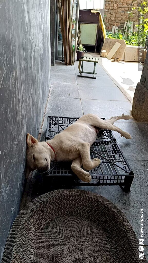 狗在戶外鐵架上愜意休息
