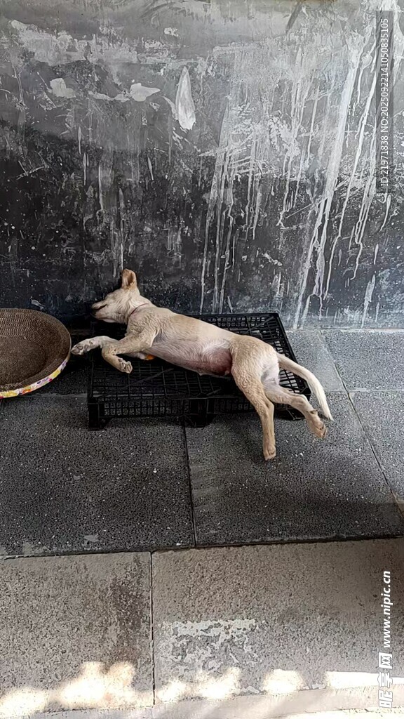 酣睡的小狗