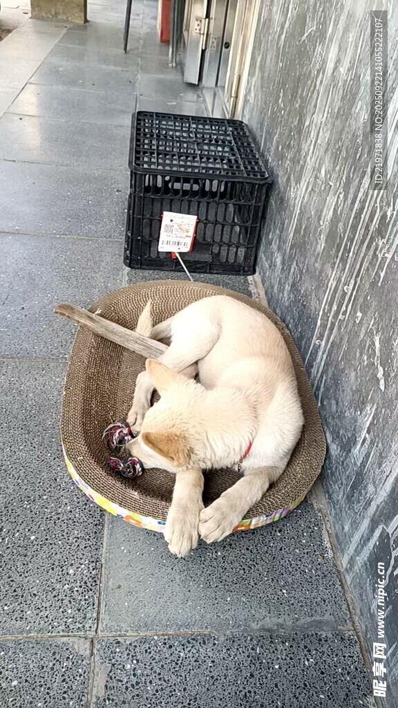 街頭酣睡的可愛(ài)寵物狗