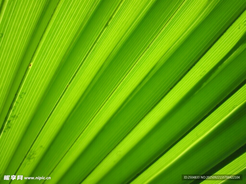 翠綠扇形葉片特寫