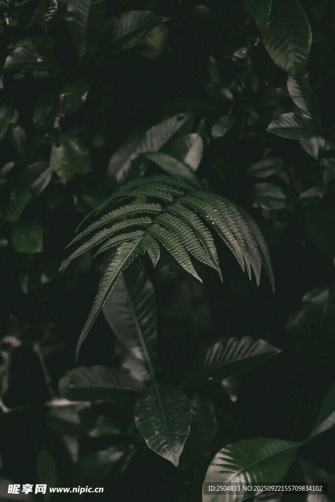 深綠背景下的獨(dú)特蕨類(lèi)葉片