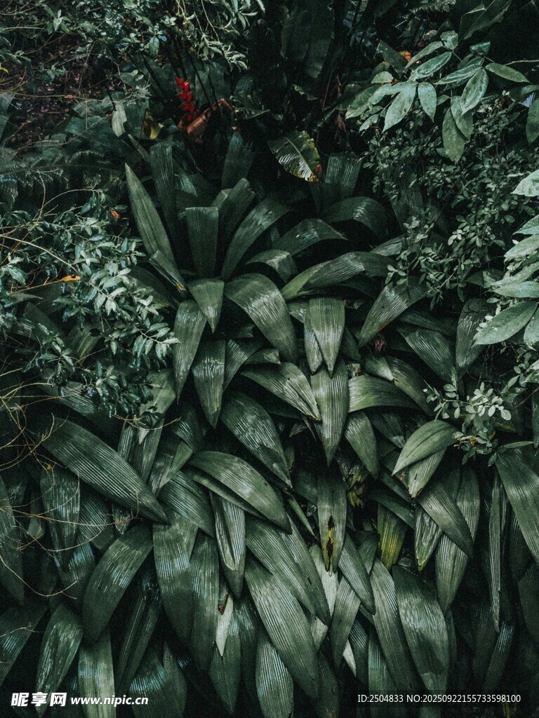 茂密綠植中的一抹紅