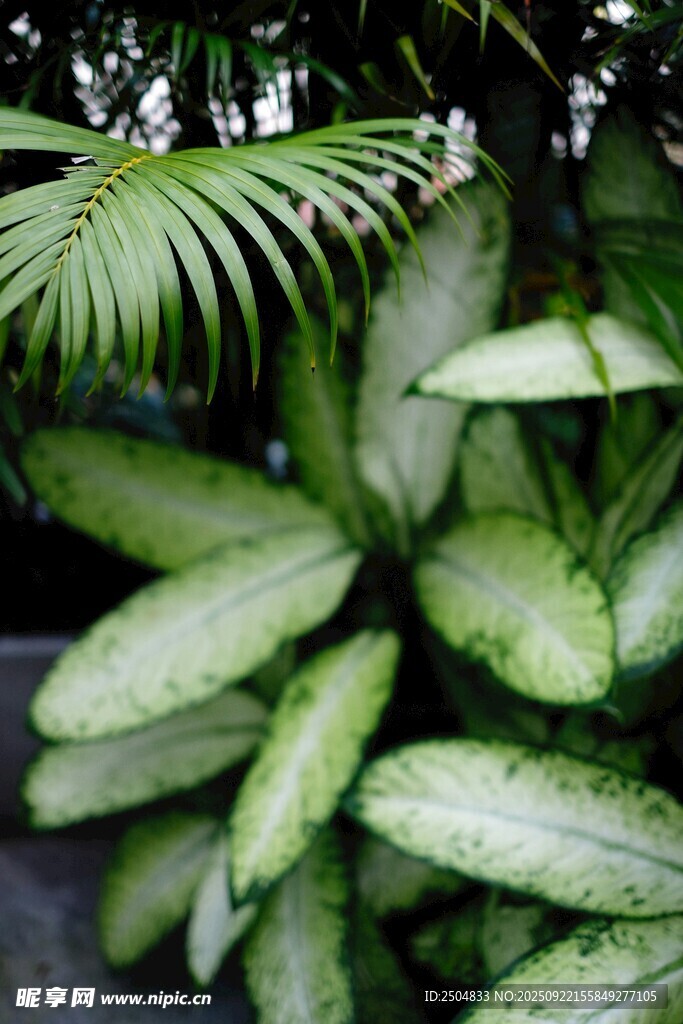 翠綠蕨類植物葉片特寫(xiě)