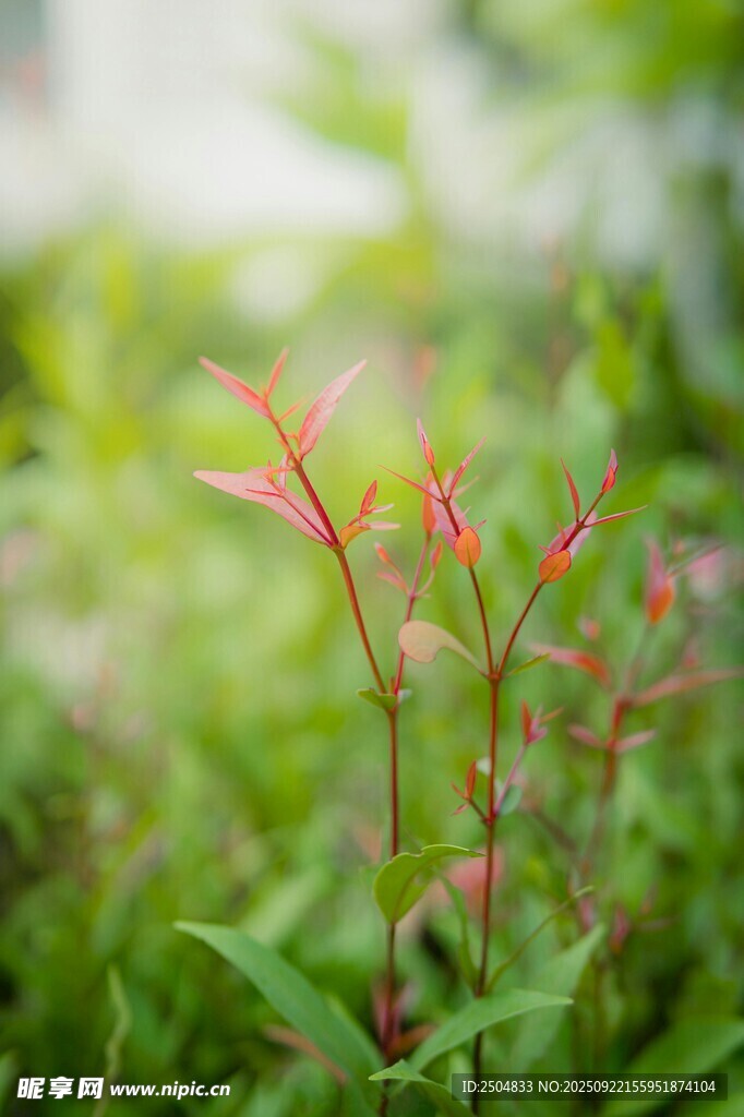 嫩綠草叢中的紅色小花