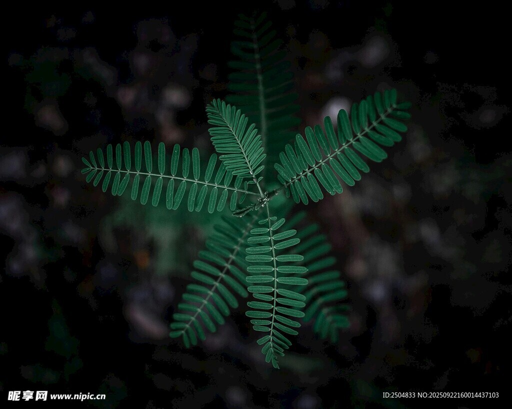 獨特蕨類葉片特寫
