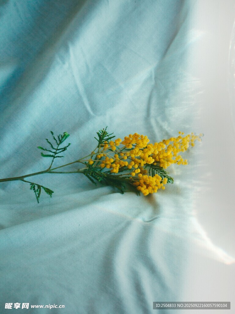 藍(lán)布上的黃色小花枝