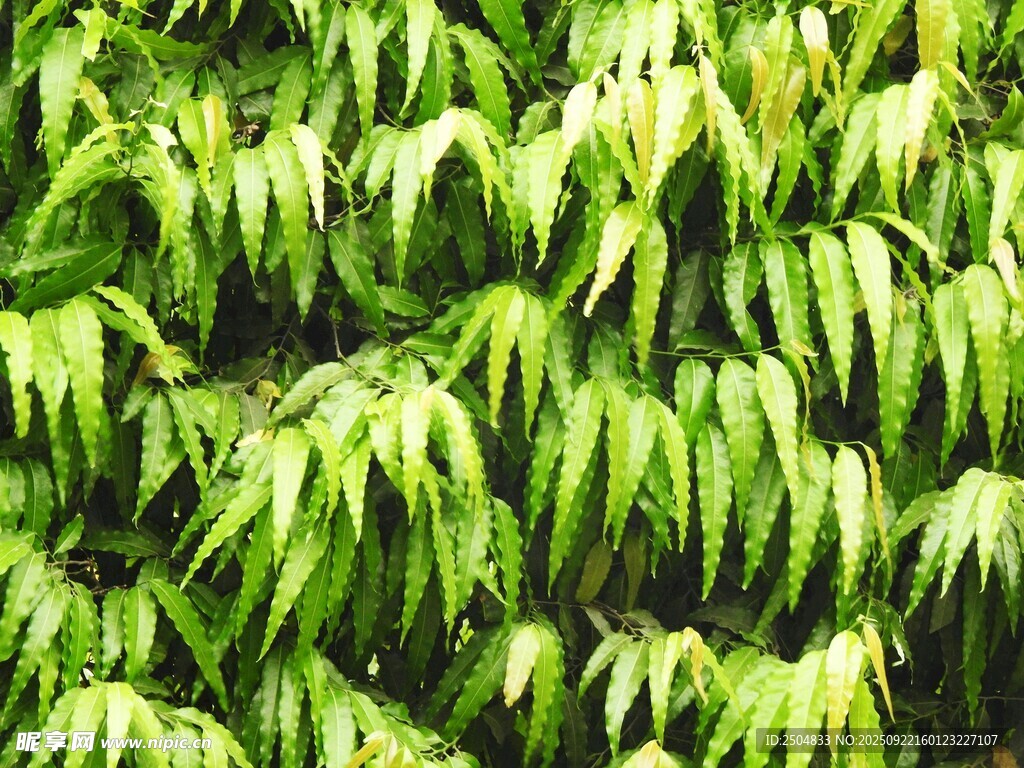翠綠繁茂的葉片景觀