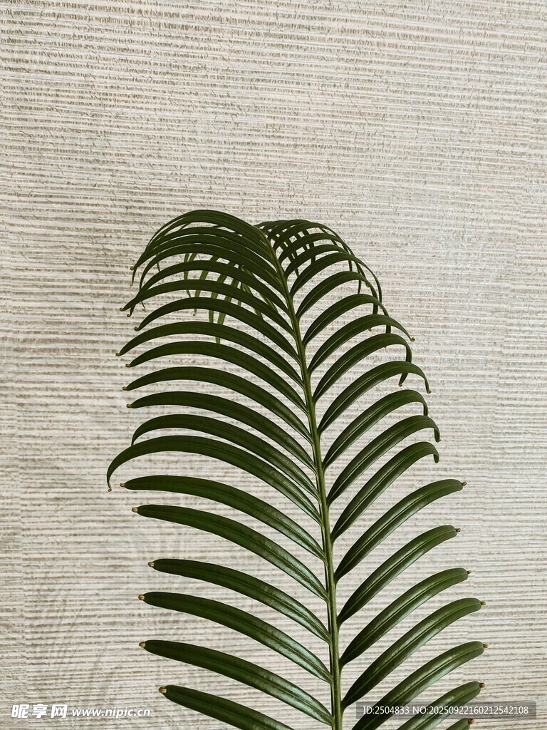 單片蕨類葉片特寫