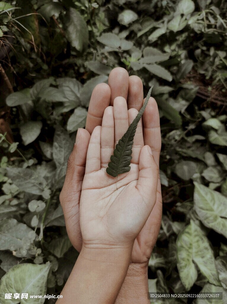 掌心托綠葉 自然之溫柔