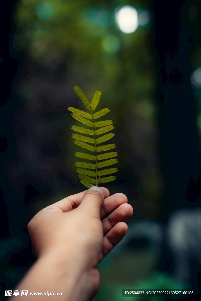 手持蕨類葉片特寫