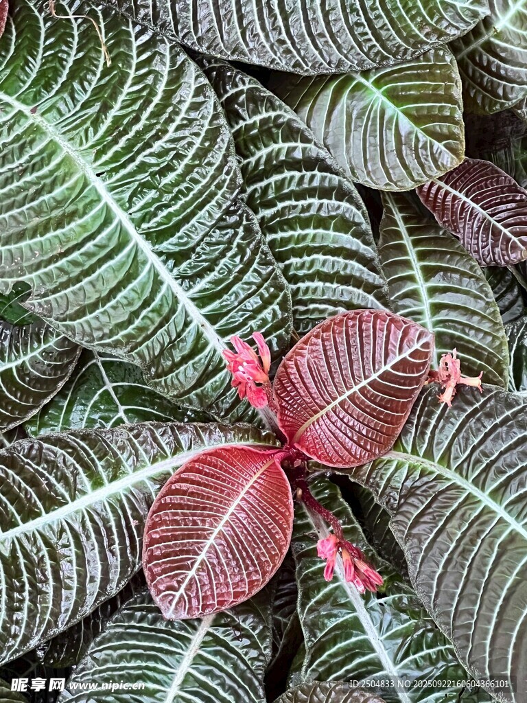 紅脈網紋草特寫