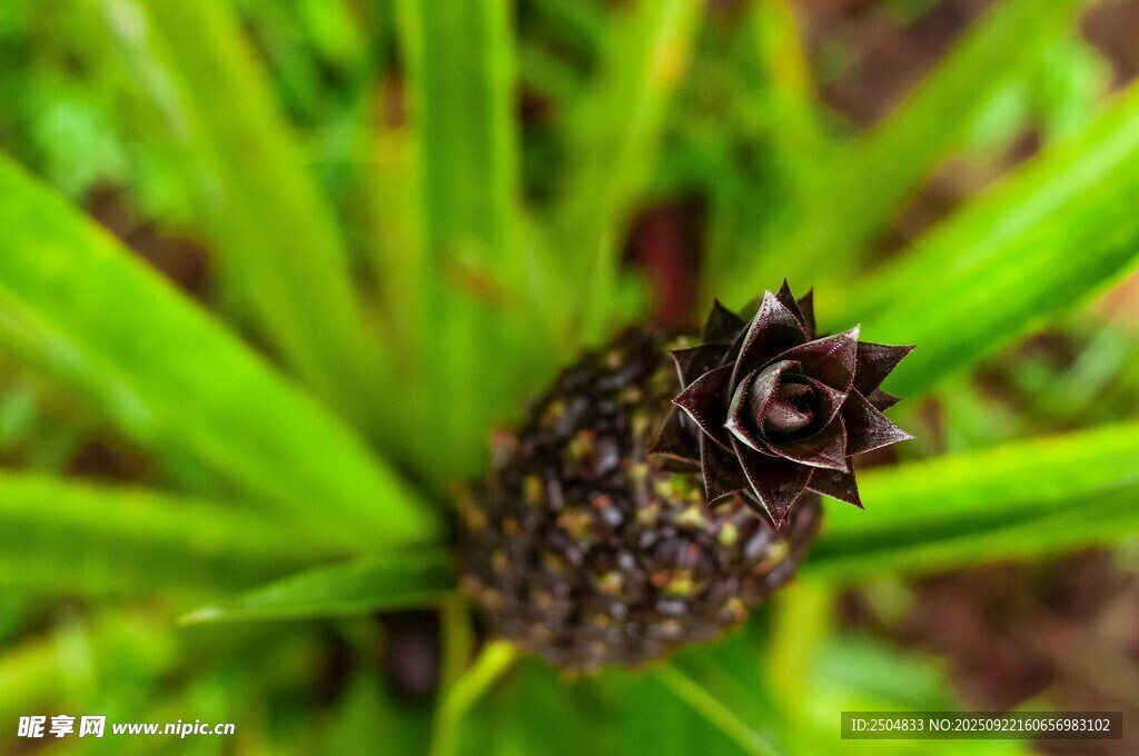菠蘿植株上的小菠蘿