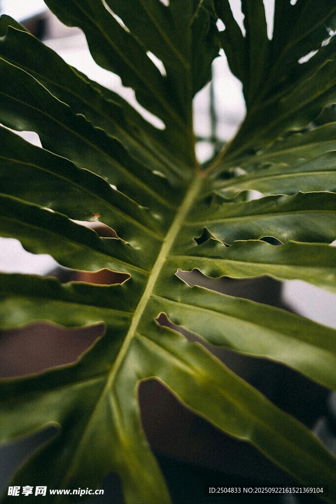 特寫龜背竹葉