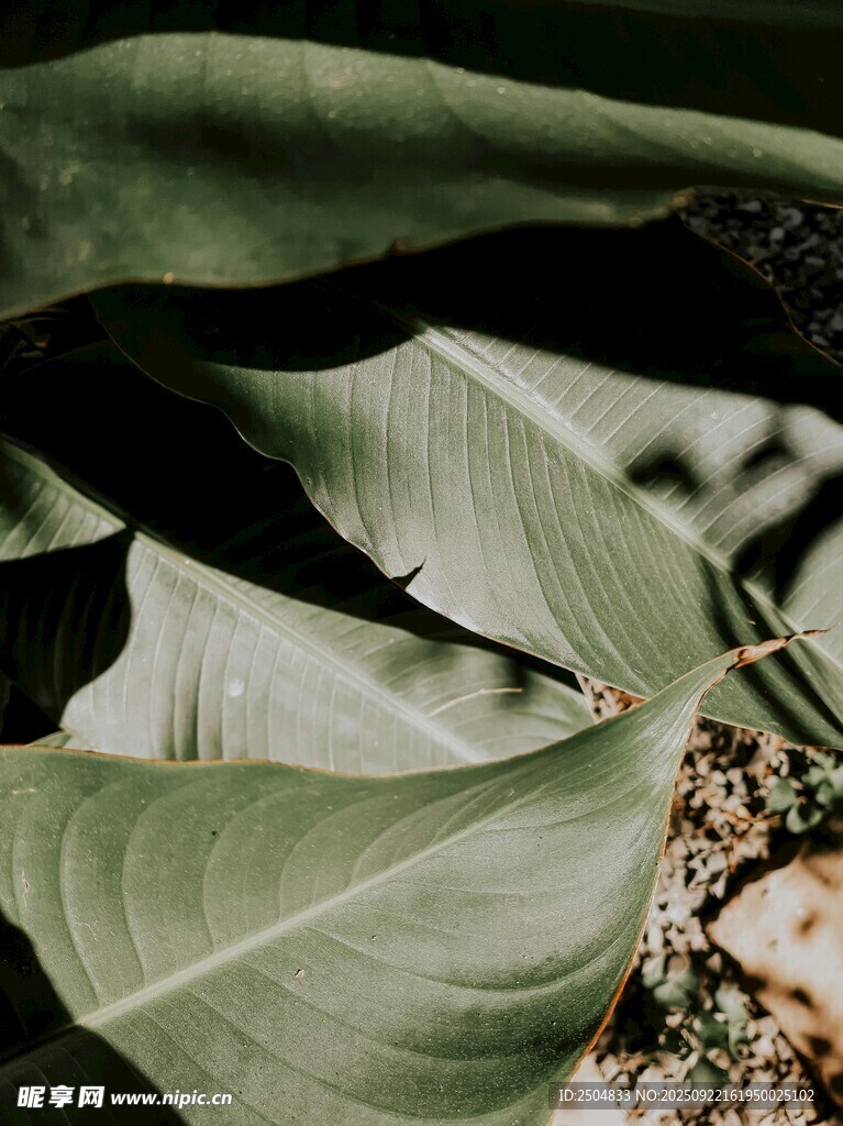 大片綠葉特寫