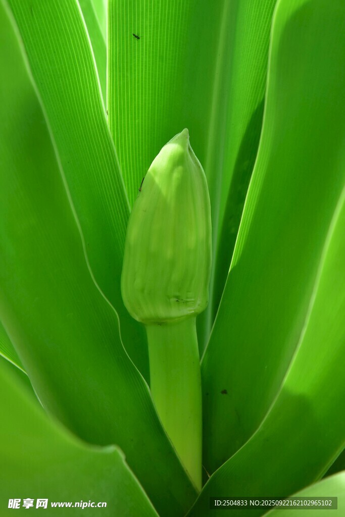 嫩綠植物花苞特寫(xiě)