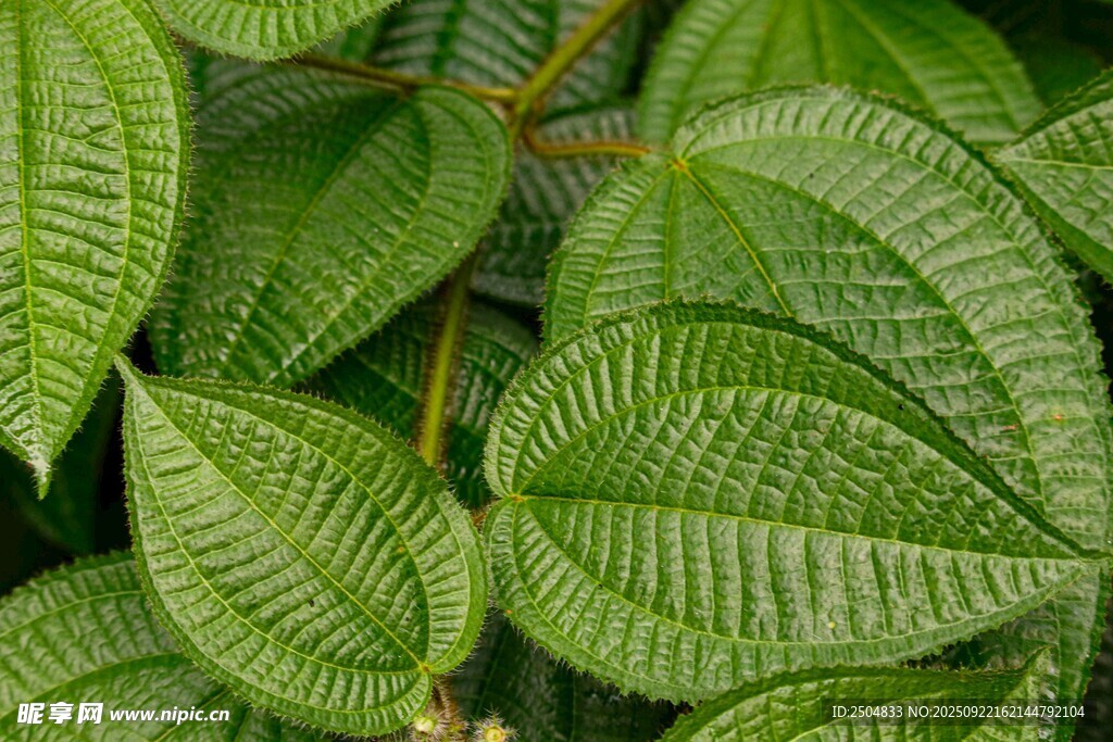 翠綠紋理清晰的植物葉片