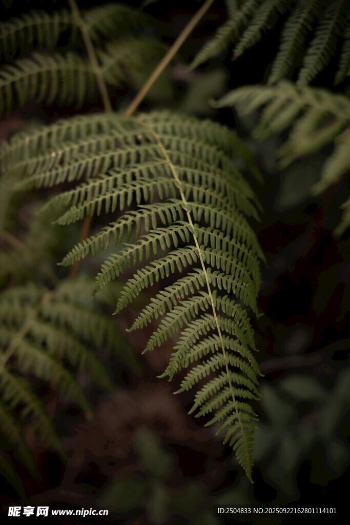 蕨類植物特寫