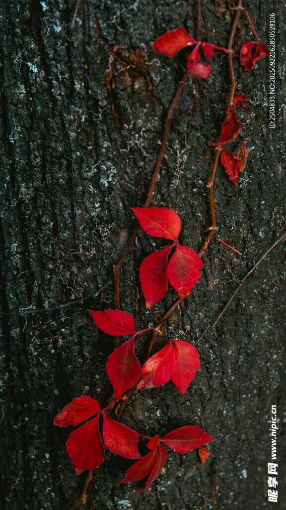 樹干上的艷紅藤蔓