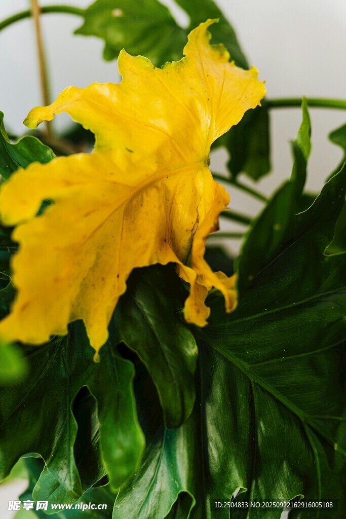 黃色嬌艷花朵特寫