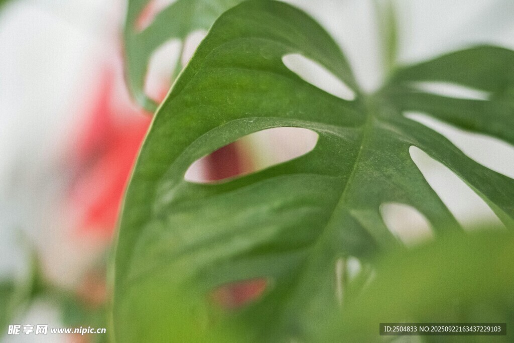 龜背竹葉特寫
