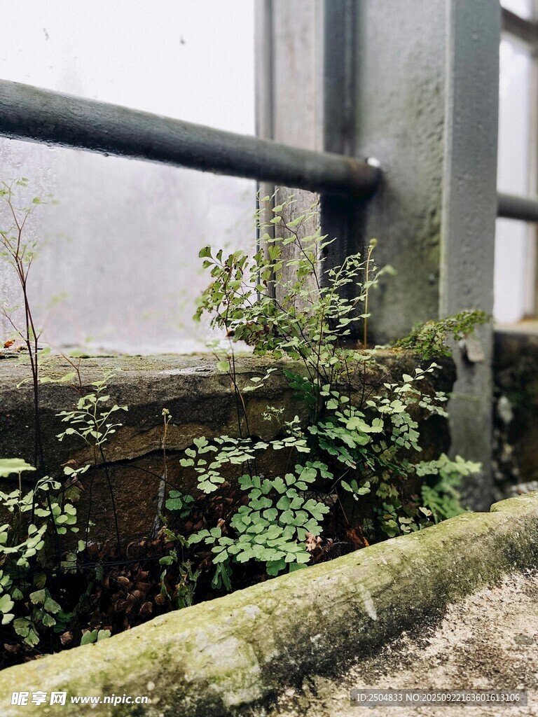 墻邊綠植生機盎然