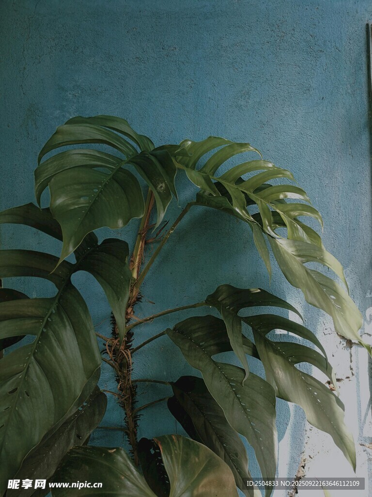室內(nèi)大葉綠植特寫