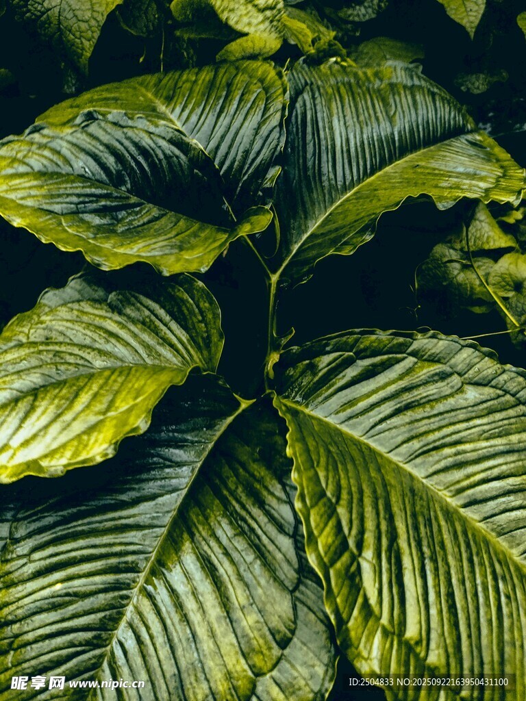 翠綠大葉植物特寫