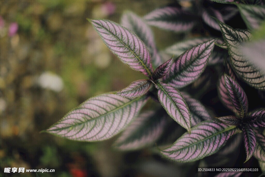 紫紋葉片植物特寫