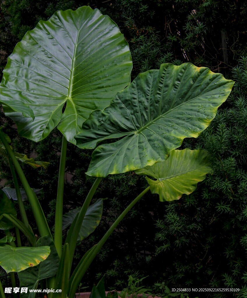 大葉片綠色植物特寫