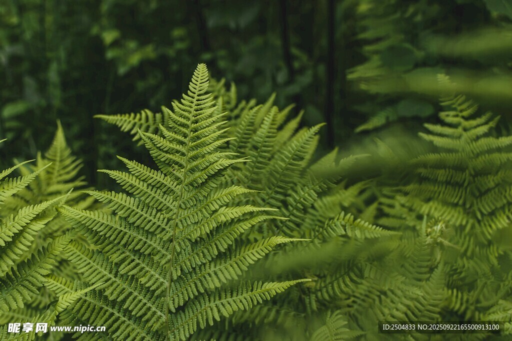 翠綠蕨類(lèi)植物近景特寫(xiě)