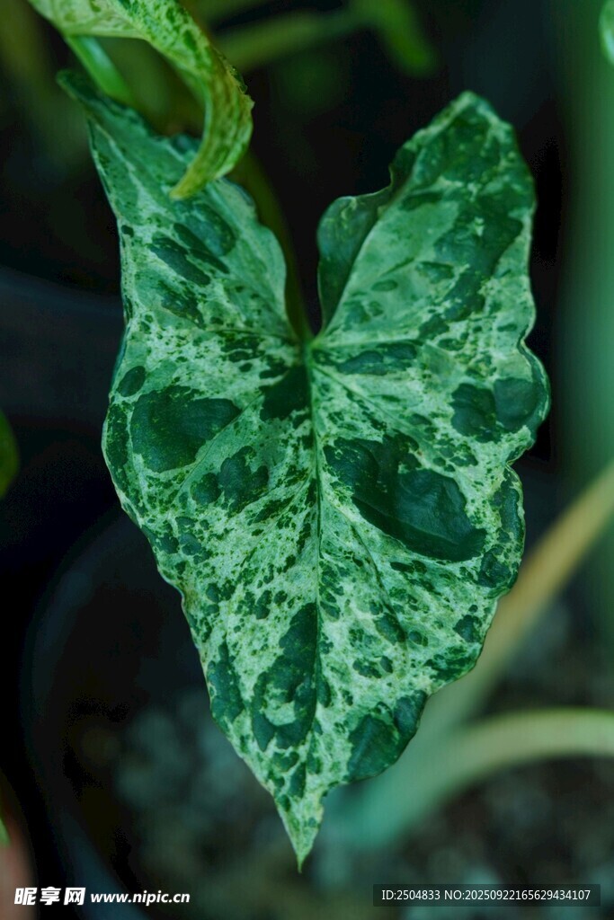 心形斑紋綠植特寫(xiě)