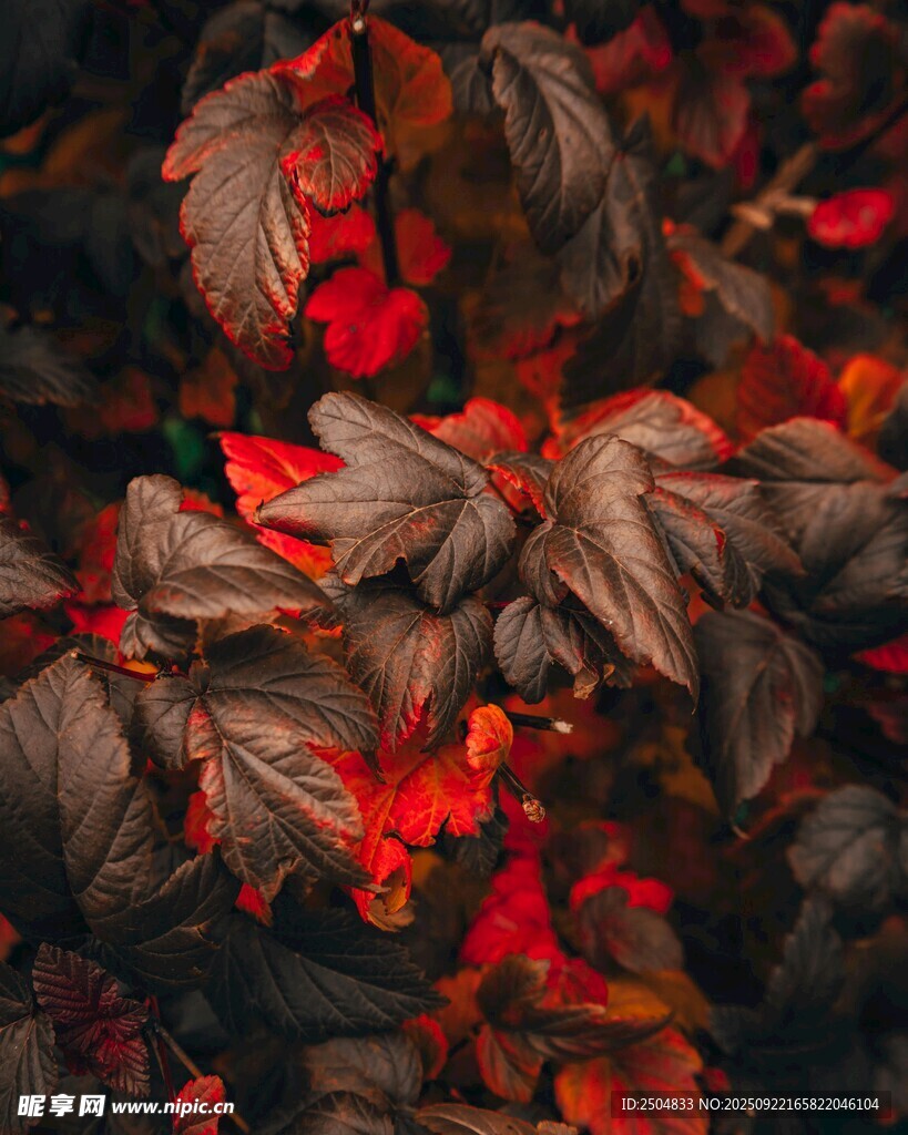 深紅秋葉特寫
