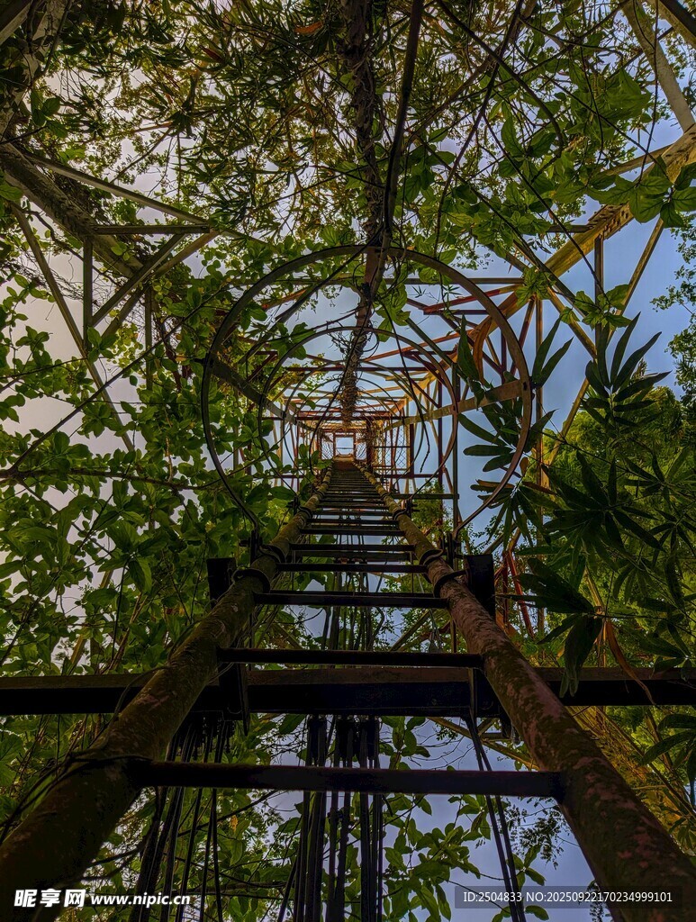 仰視森林中的木質(zhì)觀景塔