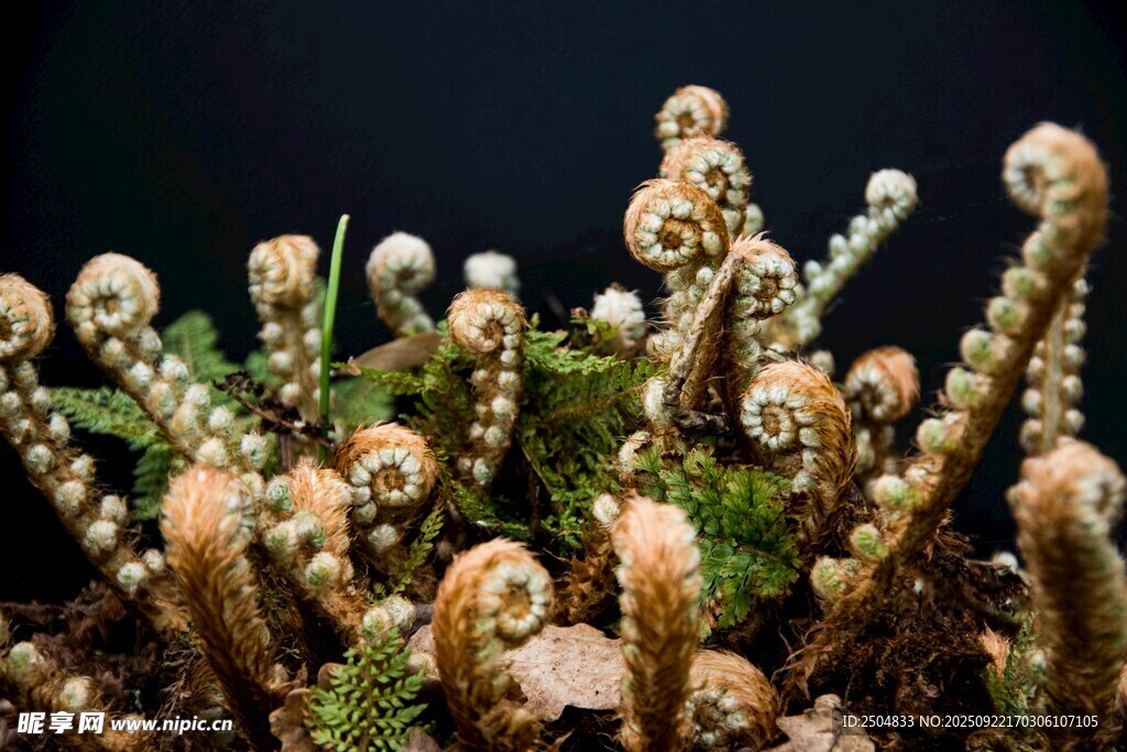 奇特多肉植物特寫