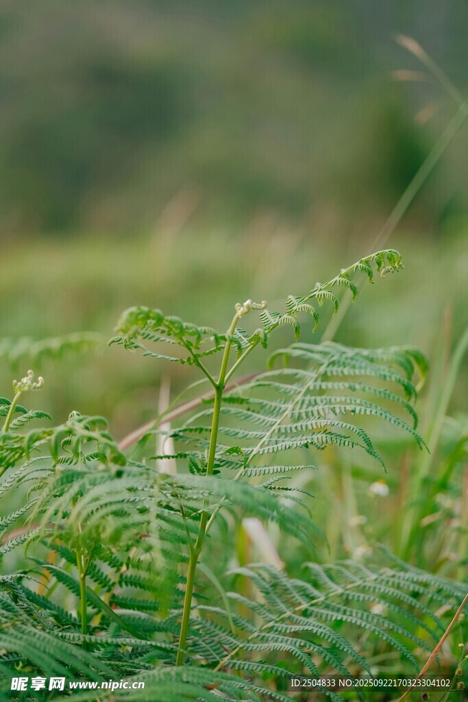 翠綠蕨類植物特寫