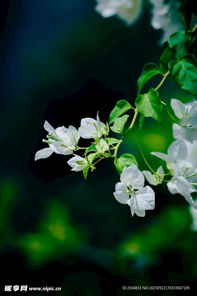 潔白小花綻放于綠葉間
