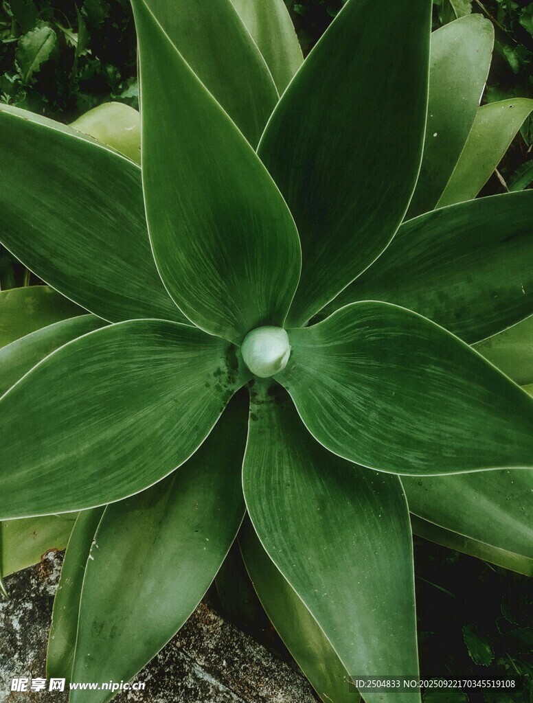 翠綠多肉植物上的晶瑩水珠