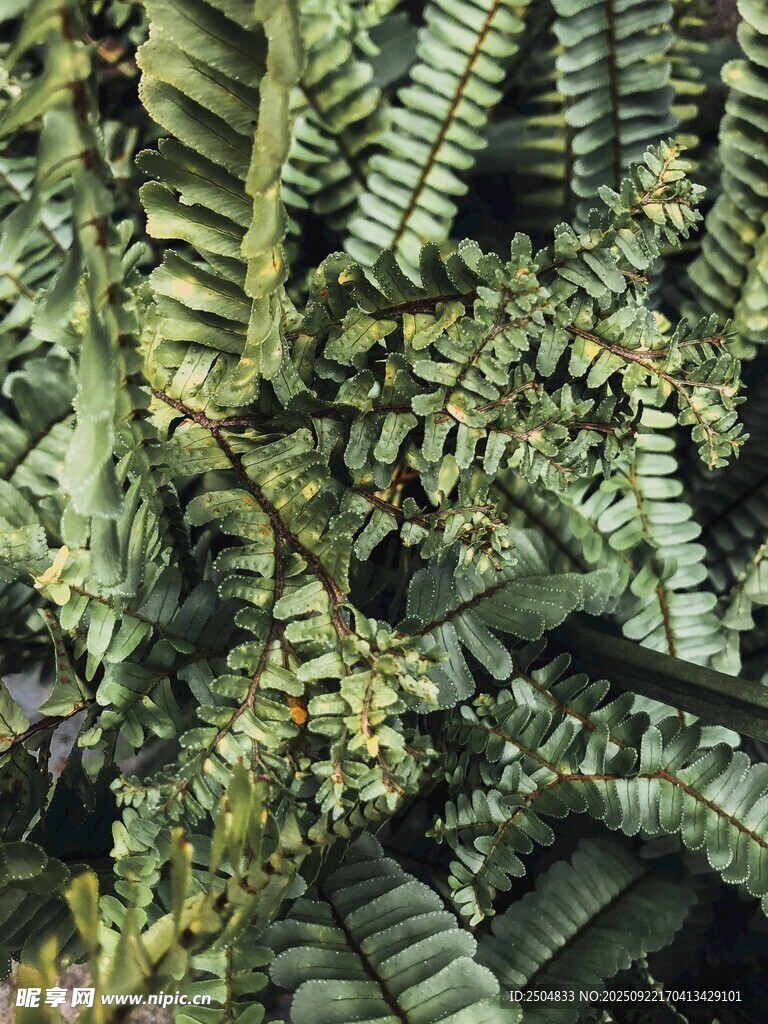 翠綠蕨類(lèi)植物特寫(xiě)