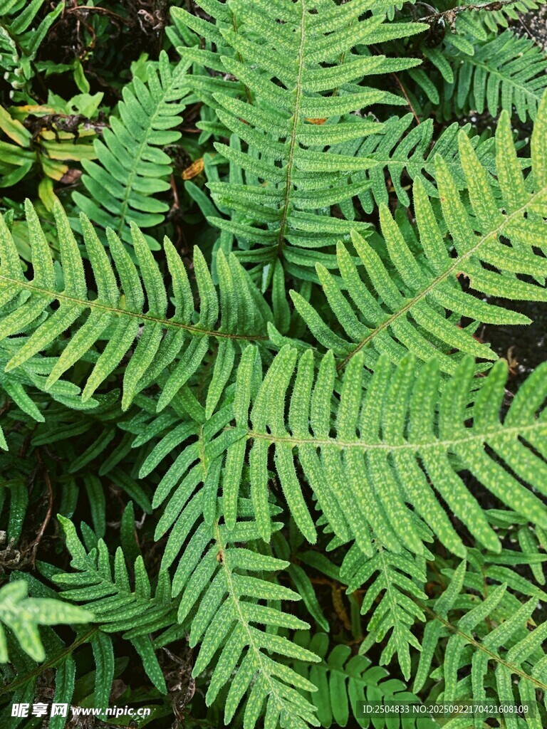 翠綠蕨類植物葉片特寫