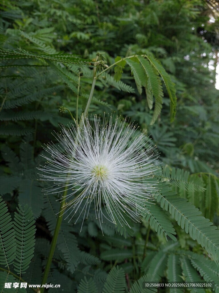 美麗絨球花綻放綠葉間