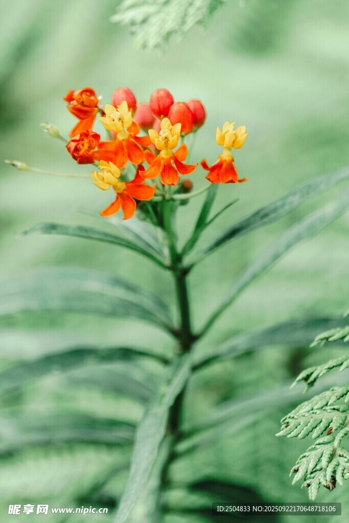 鮮艷橘紅花枝特寫