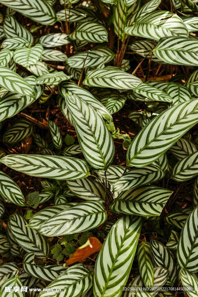 條紋綠葉植物特寫