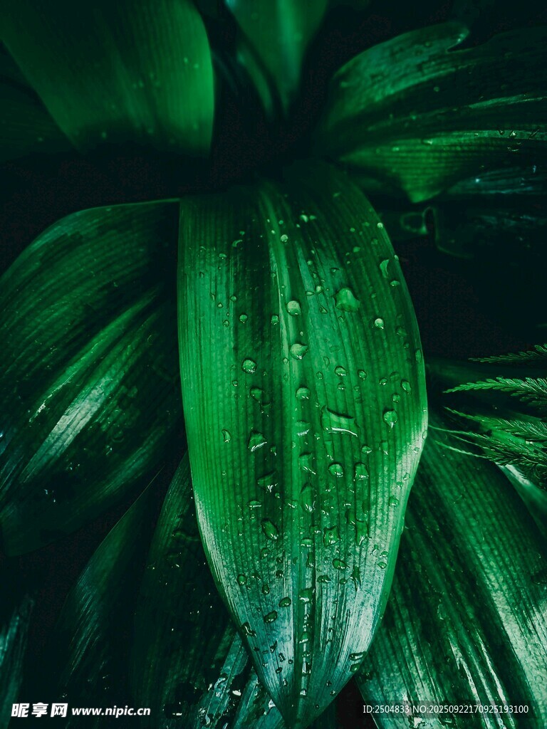 翠綠葉片上的晶瑩水珠