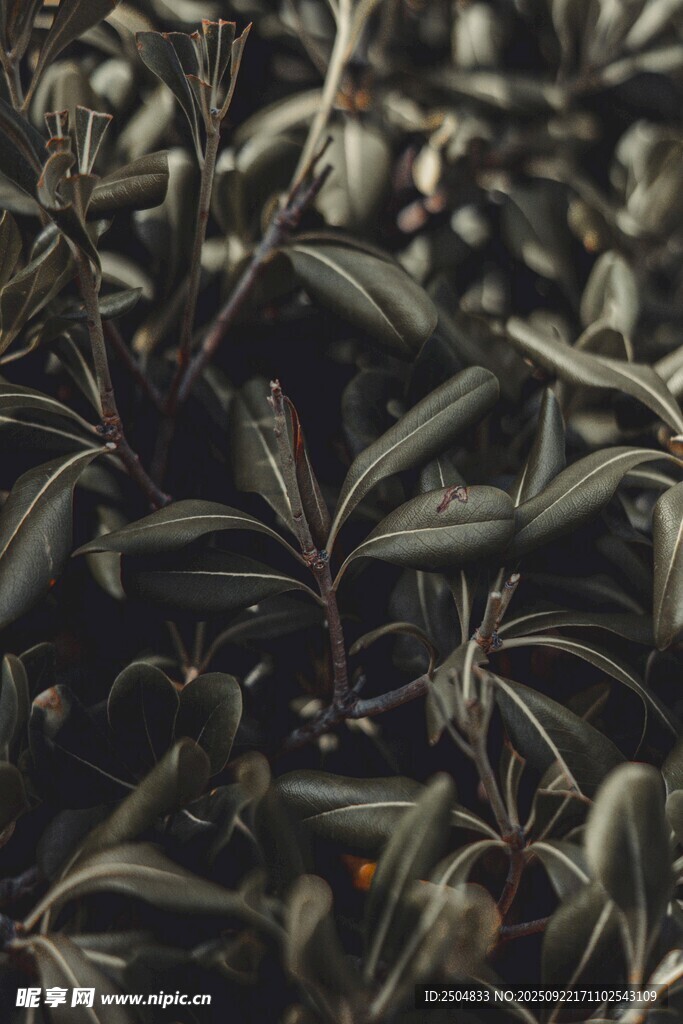 深色調(diào)植物葉片特寫