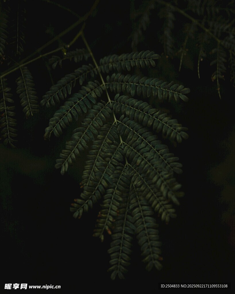 夜間的羽狀復(fù)葉植物