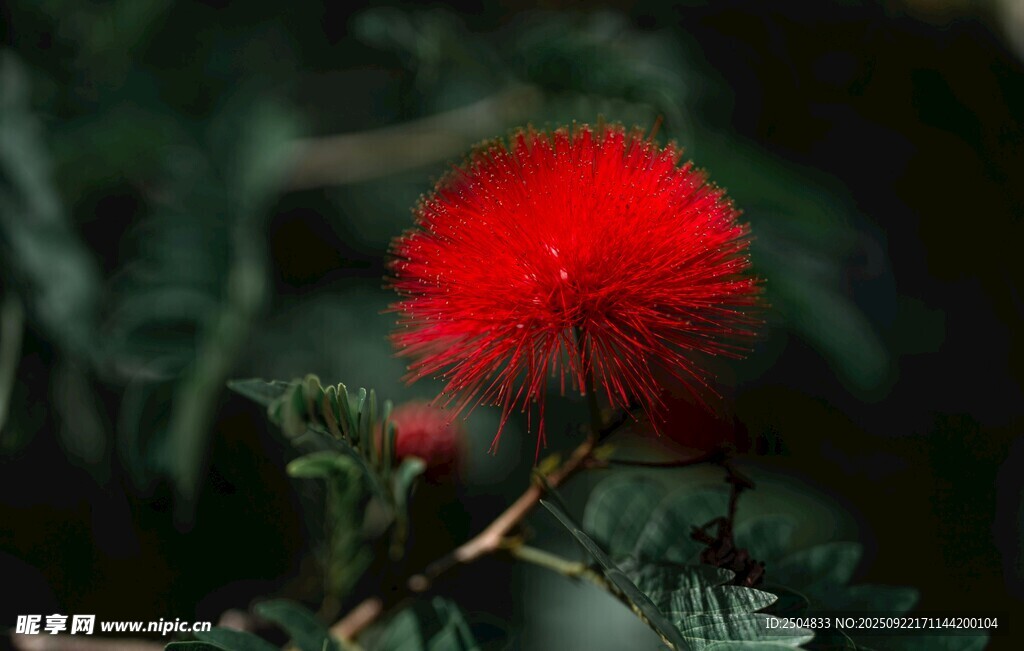艷麗紅絨球花綻放