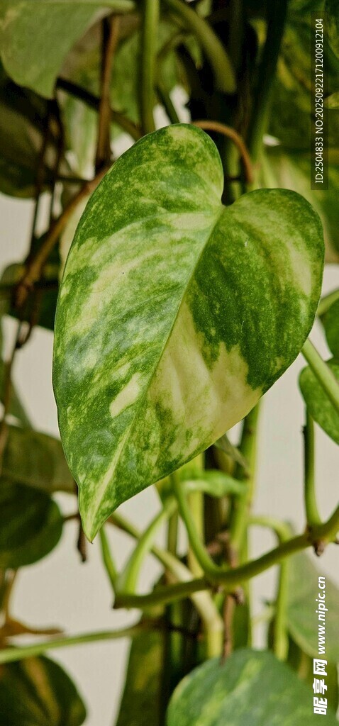 翠綠斑駁的室內(nèi)綠植葉片