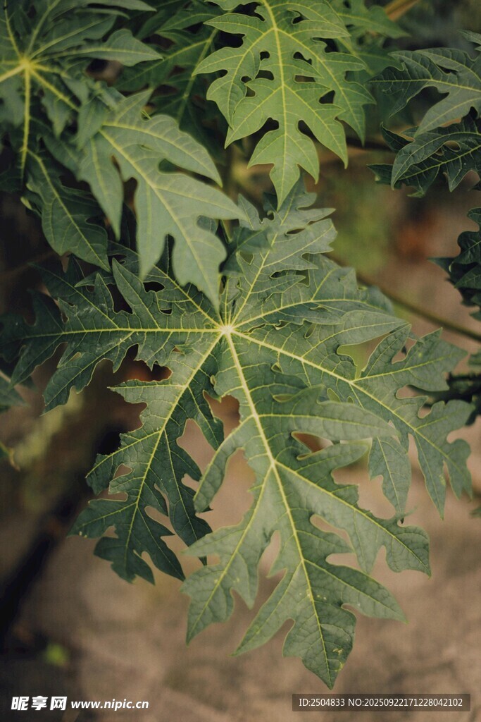 木瓜樹(shù)葉特寫